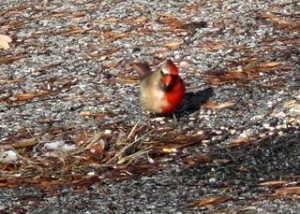 Cardinal Gynandromorph